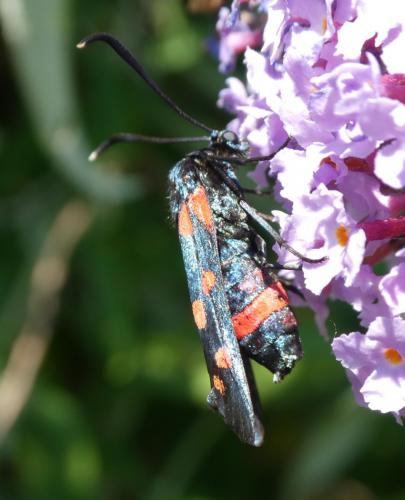 Zygaena ephialtes